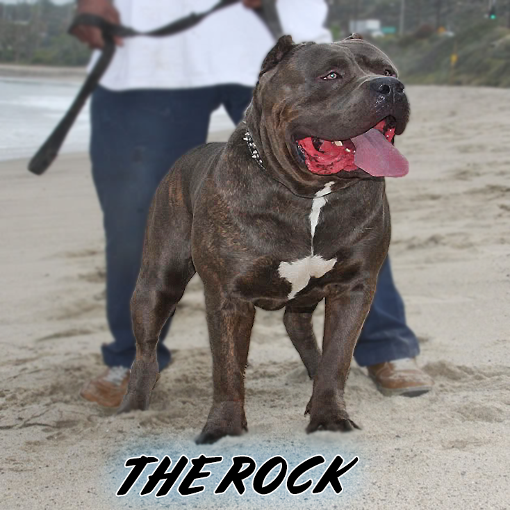 BGK's The Rock Sunline's Gladiator Rock Big Gemini Kennels The Rock XXL Pitbull breeders and XXL Bully breeders