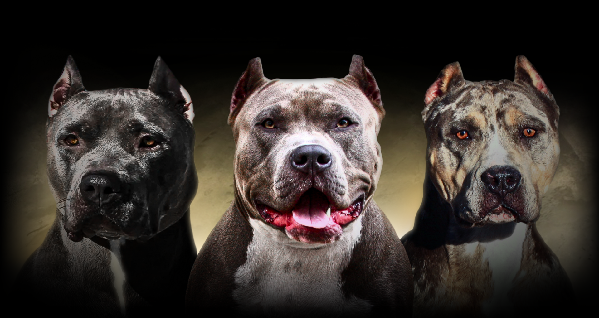 BGK Females Big Gemini Kennels XXL Pitbull and XL American Bully females The Largest Pitbulls dams in the world